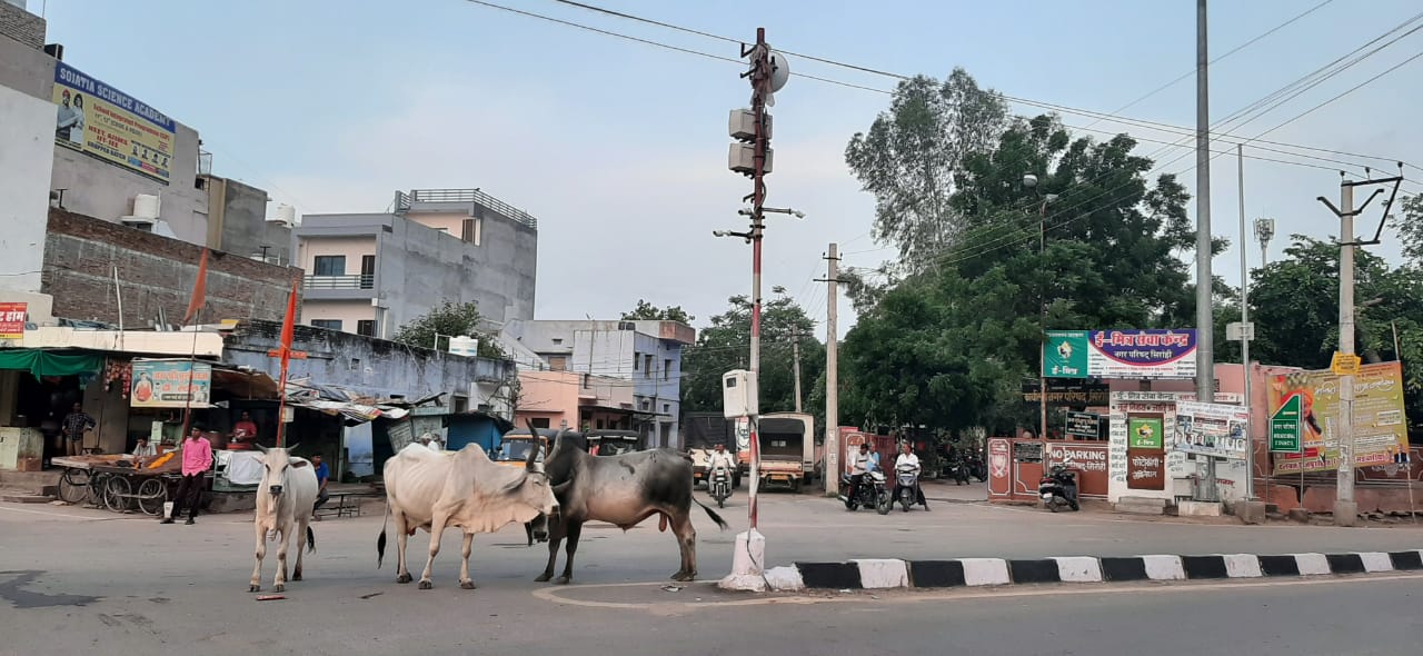 दो सांडो में दंगल में आमजन का हो रहा अमंगल