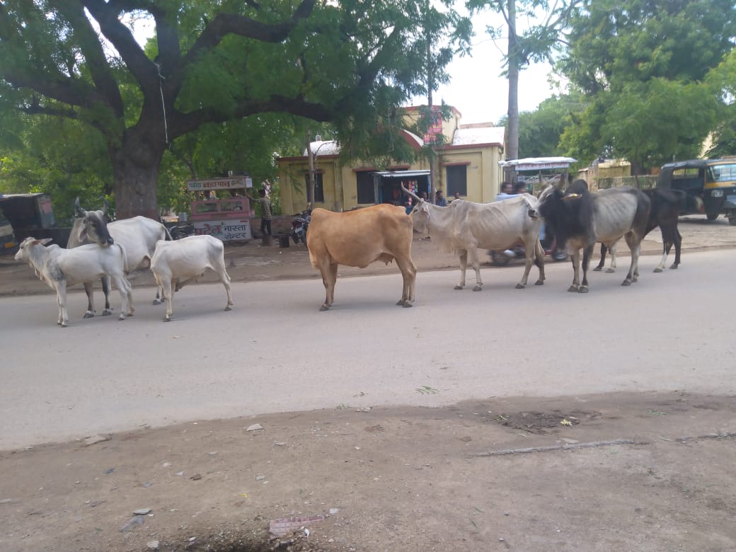 टूटी फुटी सड़को व बेसहारा पशुओं की समस्या से जनता त्रस्त