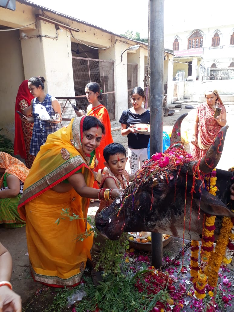 गौमाता की पूजा का पर्व बछ बारस, देता है संतान को लंबी उम्र और परिवार में खुशहाली, जानिए पौराणिक महत्व