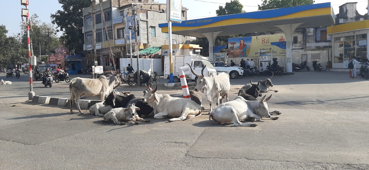 नगर परिषद में मन्नू सरकार,गोवंश है देवनगरी में बेहाल