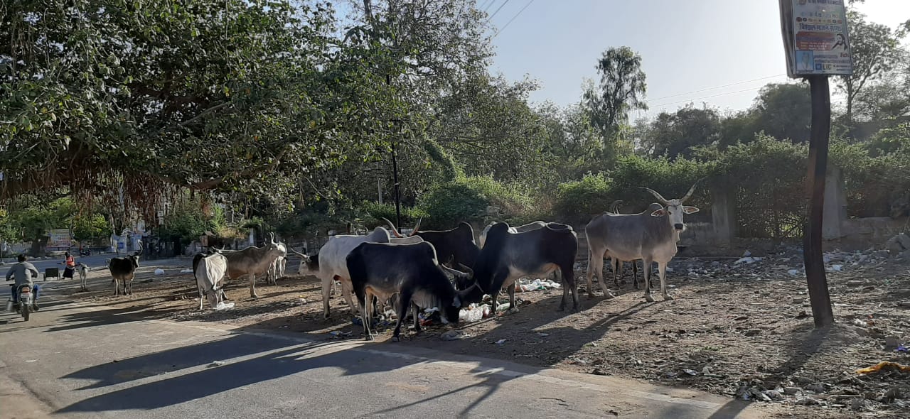 विधायक लोढा ने गोशालाओं के लिए करवाया अनुदान स्वीकृत।