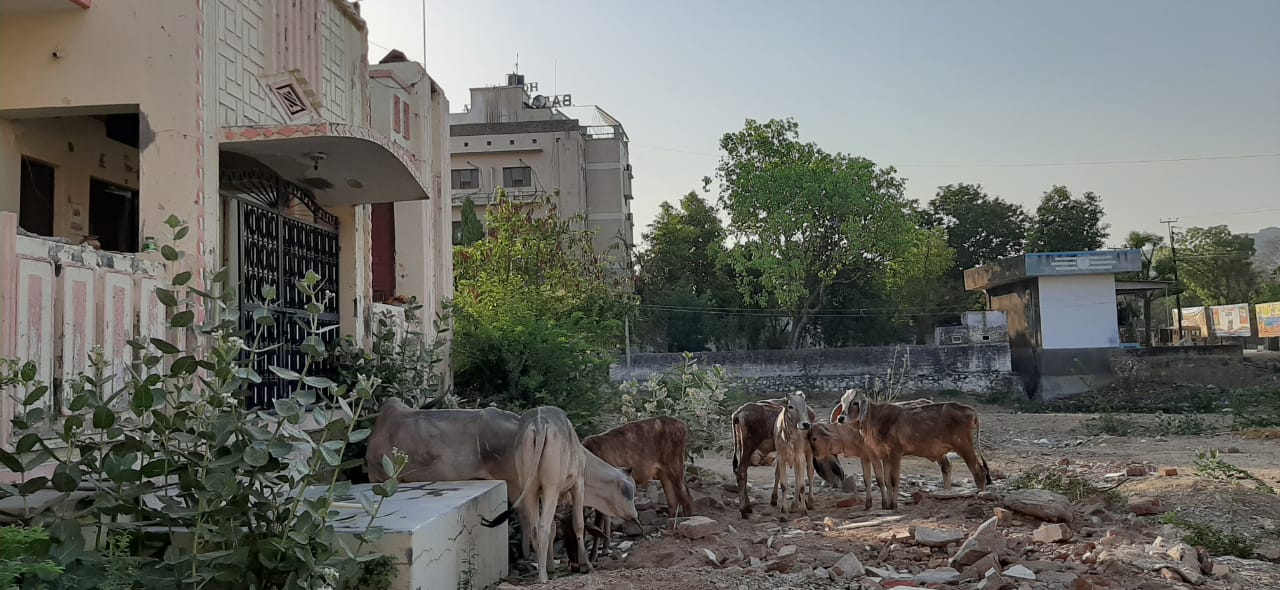 भूख से बेहाल नगर में भटकते गोवंश को अर्बुदा गोशाला पहुचाये जिला प्रशासन