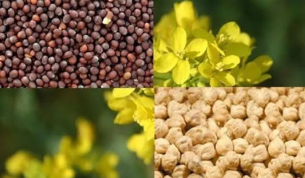 समर्थन मूल्य पर 1 मई से सरसों एवं चना की होगी खरीद, 782 खरीद केन्द्र किए स्थापित
