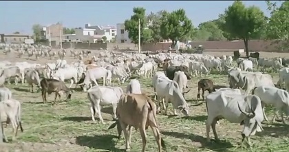 मारू प्रजापति सिरोही परगना की अनूठी पहल, रोज एक ट्रॉली हरा चारा गोवश को वितरण