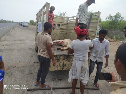 घायल गोवंश को पीएफए भेजा