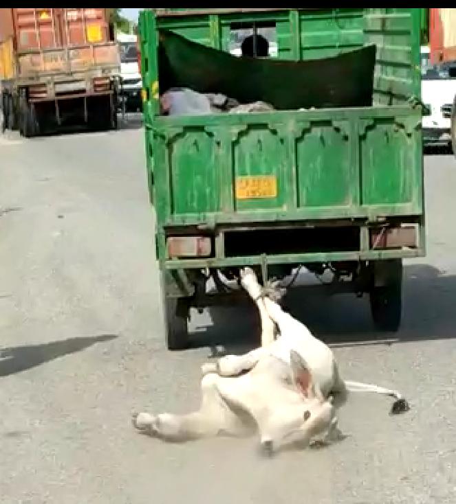 मृत गोवंश को घसीटते हुए ले जाना क्या यही है गोवंश का सम्मान।