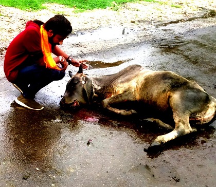 अज्ञात वाहन की टक्कर से गोवंश घायल गौसेवकों ने बचाई जान