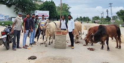 बछ बारस के पर्व पे गायो को खिलाया 51 किलो गुड़