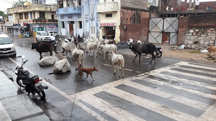 सिरोही नगर परीषद आवारा गोवंश की भरमार ऊपर से श्वानों का आतंक नगर वासी किसे करे फरियाद