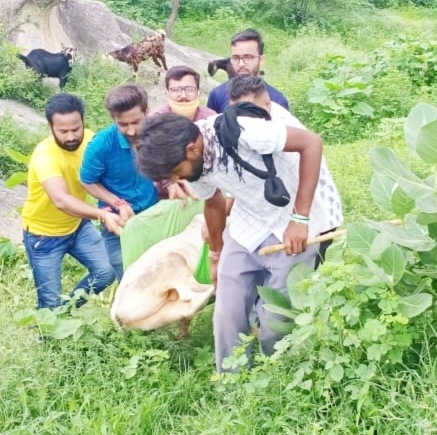 गोसेवकों ने घायल बछड़े को तुरंत पशु चिकित्सालय पहुचाकर निभाया अपना फर्ज