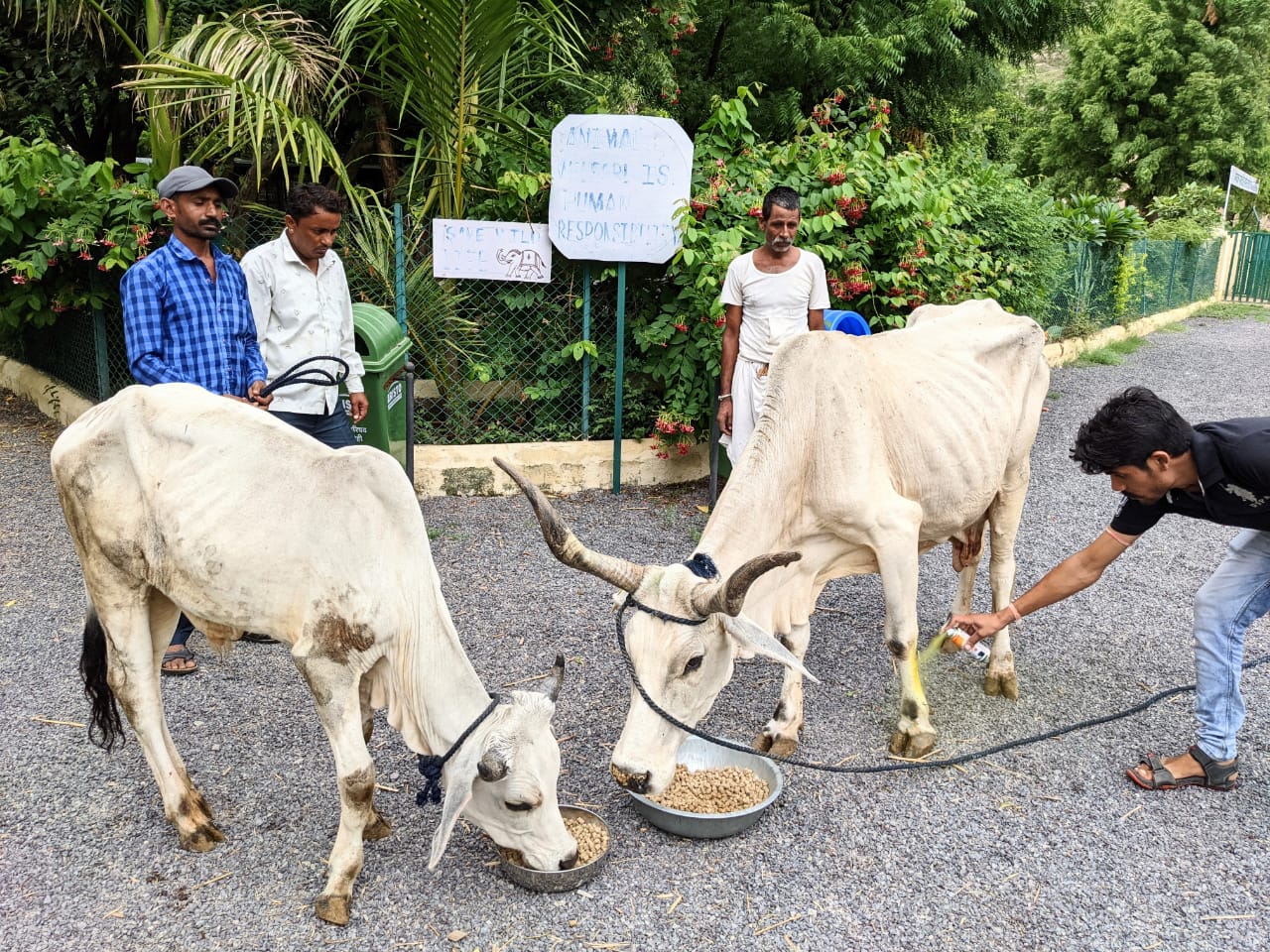 गौ माता को पशु रक्षकों ने अपनी जान को जोखिम में रखकर गौ माता की जान बचाई