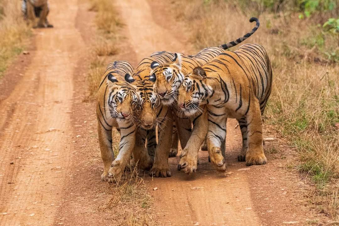 राजस्थान के चार टाइगर रिजर्व में बाघों की संख्या 100 से अधिक : अशोक गहलोत