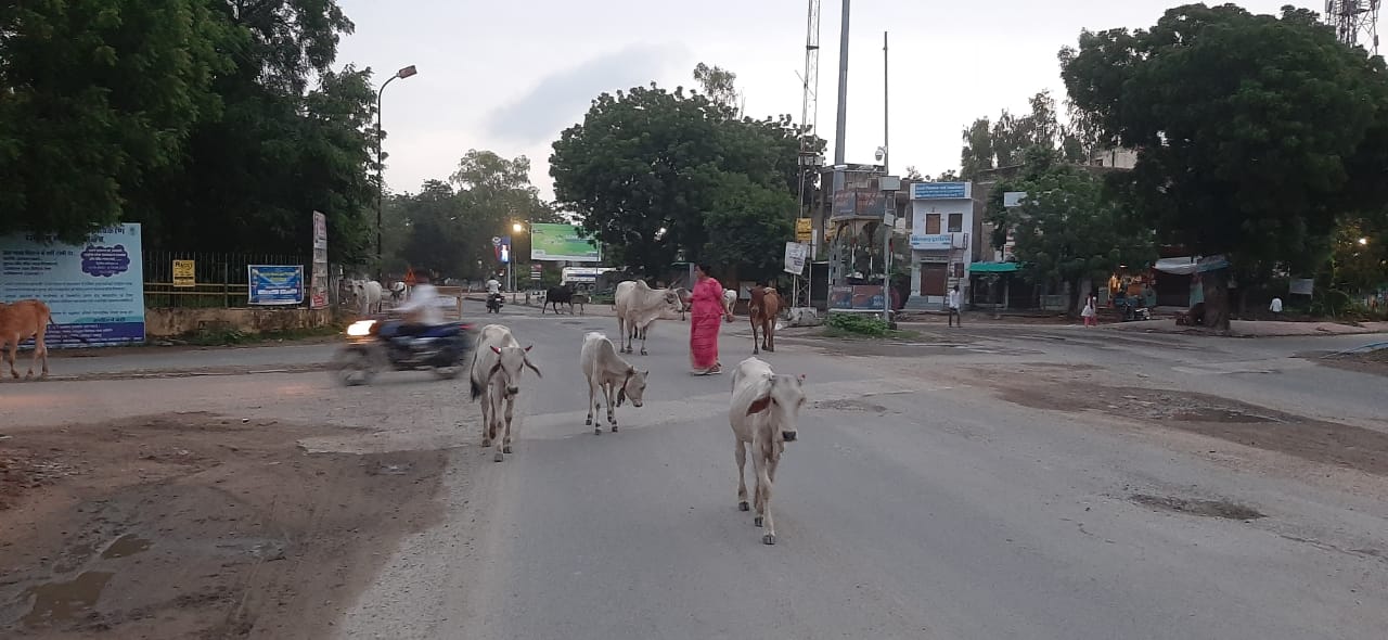 सिरोही नगर में भटकते गोवंश से नगर वासी संकट में