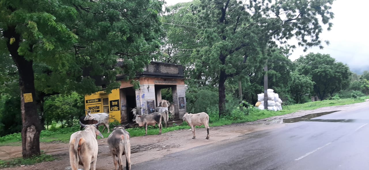 पशुपालकों के छोड़े गौवंश पर बारिश का कहर, भूखे प्यासे बछड़े गलियों में रम्भा रहे