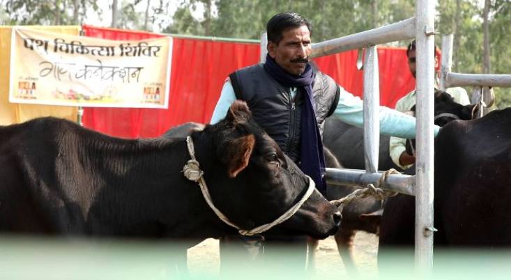 गौवंश में लम्पी स्किन डिजीज की रोकथाम के लिए पशु चिकित्सा शिविर  18 व 19 अगस्त को