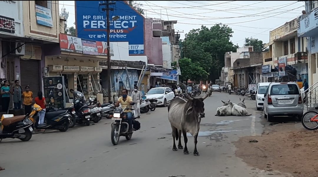 खड्डों में तब्दील सिरोही नगर परिषद क्षेत्र, खड्डों से इंसान को जोखिम, गोवंश गिरता खड्डे में।, सिरोहीवाले, सिरोही समाचार