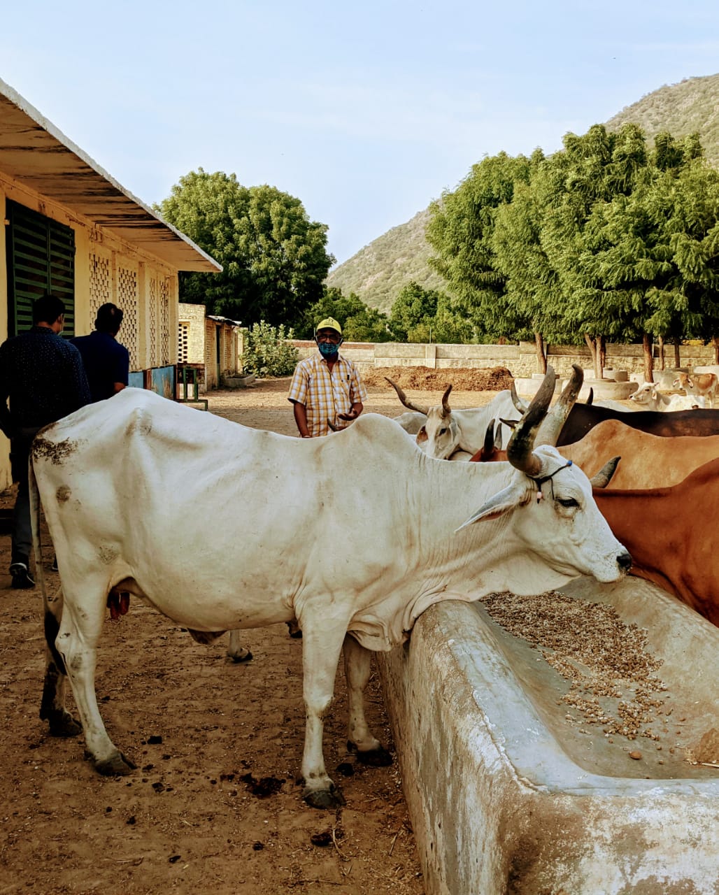 पशु पक्षियों की सेवा एवं पर्यावरण सुरक्षा मे पीएफए का कार्य सराहनीय : शुभम जैन, सिरोहीवाले, सिरोही समाचार