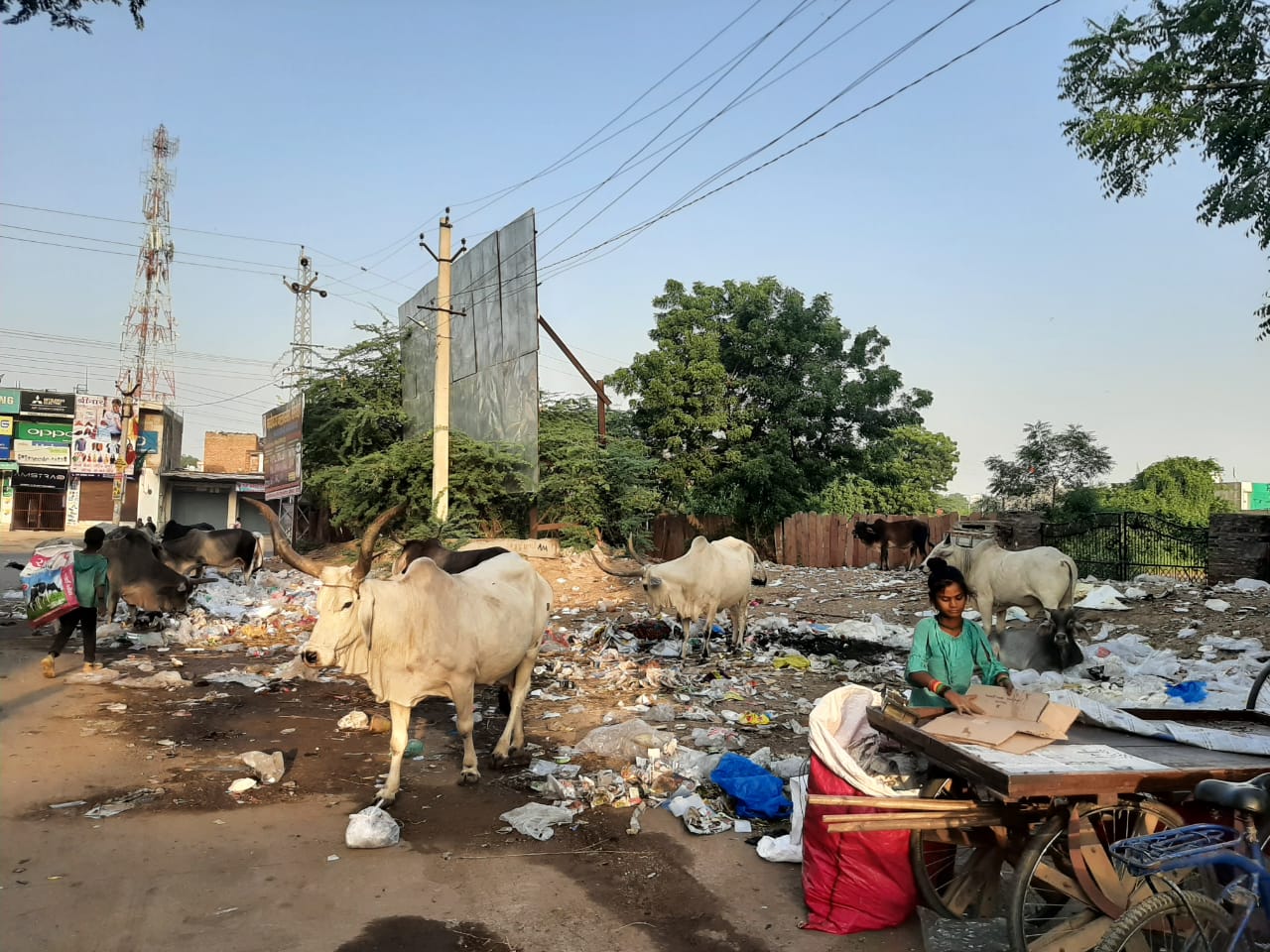 सिरोही नगर परिषद में सफाई व्यवस्था चरमराई, कचरा स्टैंड ओर सर्वत्र पॉलिथिन कि भरमार, जिला मुख्यालय में नारकीय वातावरण।, सिरोहीवाले, सिरोही समाचार