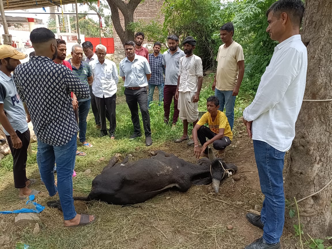 जिला कलक्टर डाॅ भंवर लाल ने शिवगंज क्षेत्र की गौशाला का निरीक्षण किया।, सिरोहीवाले, सिरोही समाचार