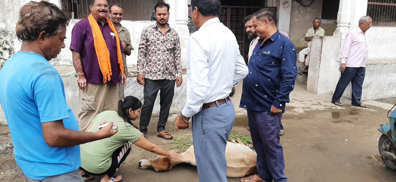 जिला मुख्यालय पर भटकते गोवंश का बढ़ा जमावड़ा, वायरल मैसेजों के बाद रेसकियू टीम कर रही उपचार।, सिरोहीवाले, सिरोही समाचार