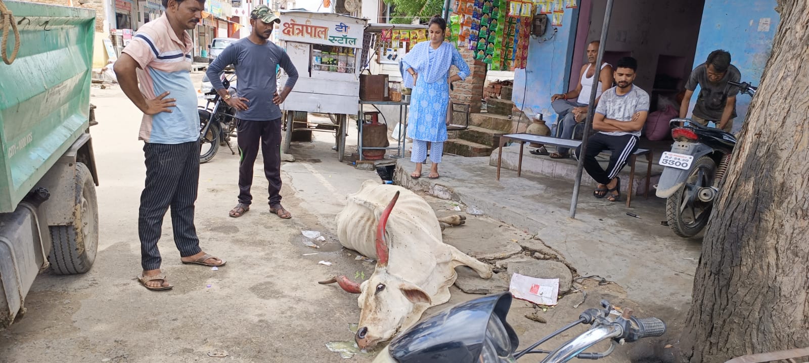 जिला मुख्यालय पर भटकते गोवंश का बढ़ा जमावड़ा, वायरल मैसेजों के बाद रेसकियू टीम कर रही उपचार।, सिरोहीवाले, सिरोही समाचार