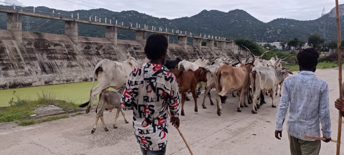 जिला मुख्यालय पर भटकते गोवंश का बढ़ा जमावड़ा, वायरल मैसेजों के बाद रेसकियू टीम कर रही उपचार।, सिरोहीवाले, सिरोही समाचार