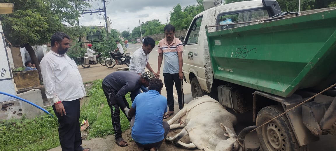 सिरोही नगर में भटकते गोवंश से नगर वासी संकट में।, सिरोहीवाले, सिरोही समाचार