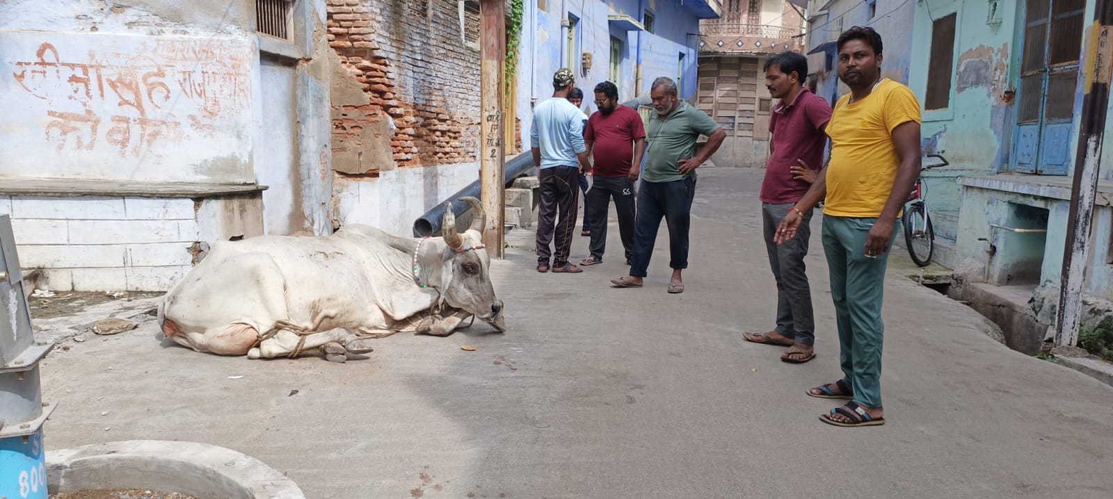 सिरोही नगर में भटकते गोवंश से नगर वासी संकट में।, सिरोहीवाले, सिरोही समाचार