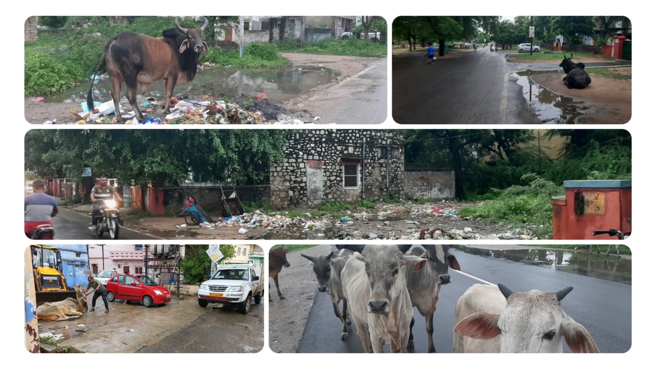 पशुपालकों के छोड़े गौवंश पर बारिश का कहर, भूखे प्यासे बछड़े गलियों में रम्भा रहे।, सिरोहीवाले, सिरोही समाचार