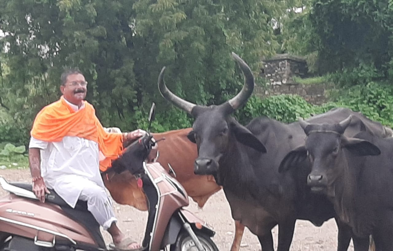 पशुपालकों के छोड़े गौवंश पर बारिश का कहर, भूखे प्यासे बछड़े गलियों में रम्भा रहे।, सिरोहीवाले, सिरोही समाचार