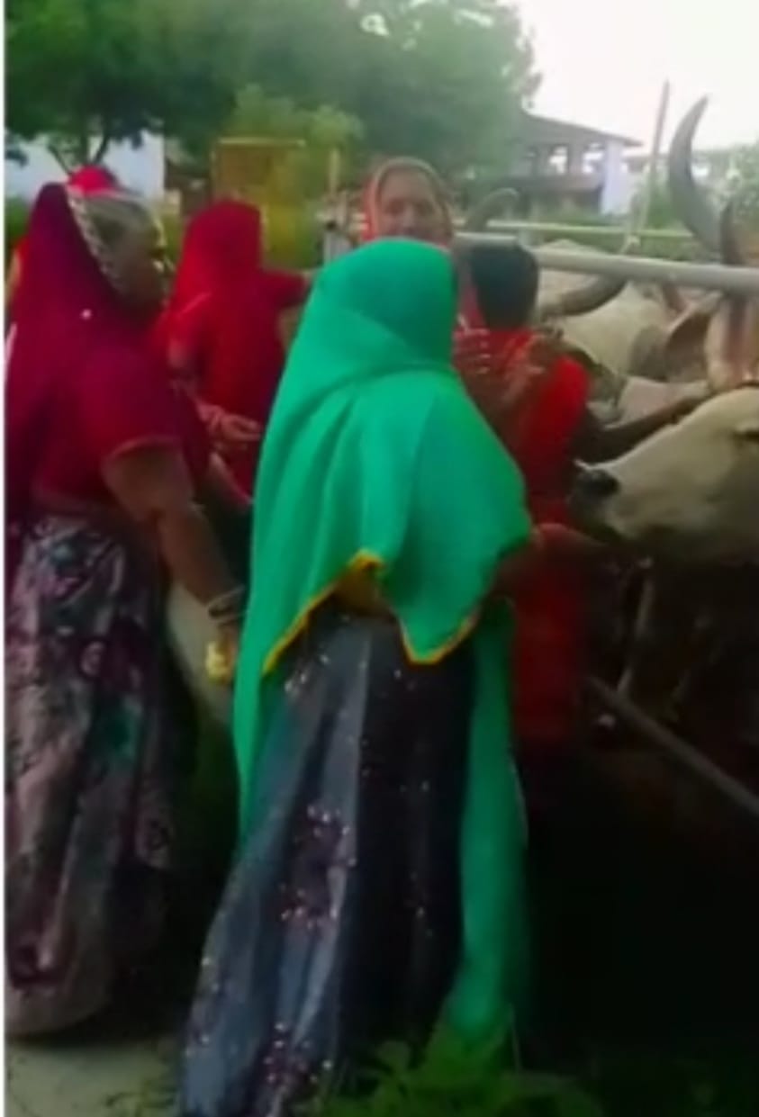 सभापति व उपसभापति ने महिला मंडल के हाथों बनाये लड्डू, गौवंश को खिलाएं।, सिरोहीवाले, सिरोही समाचार